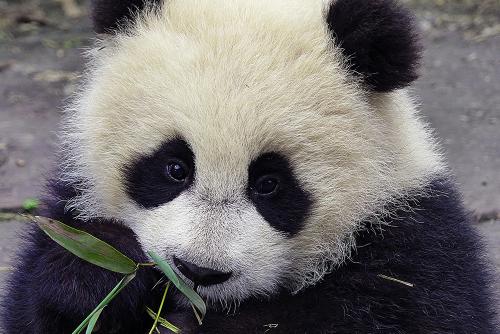 Dart reccomend panda save ened species