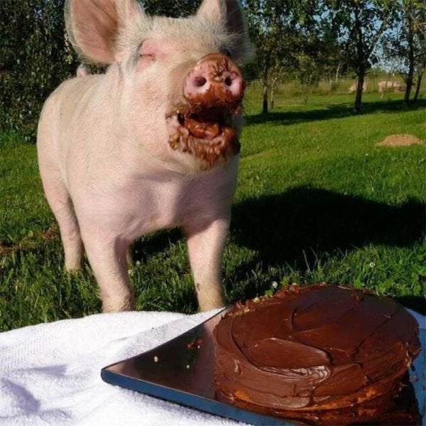 Piggy cake eating