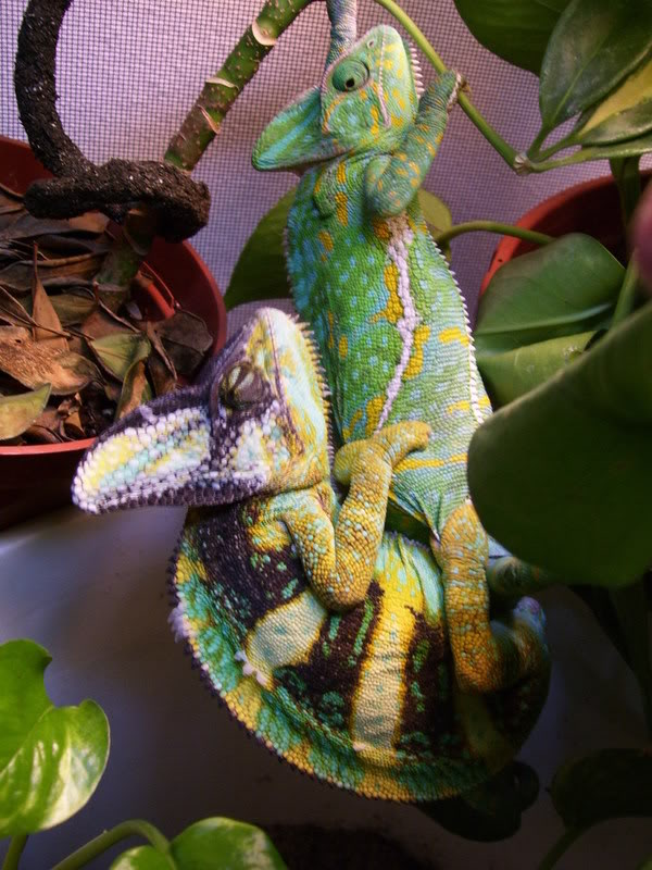 Sabre-Tooth reccomend chameleon full with most