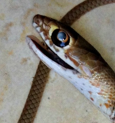 Sparkplug reccomend snakes hunter real snake pussy